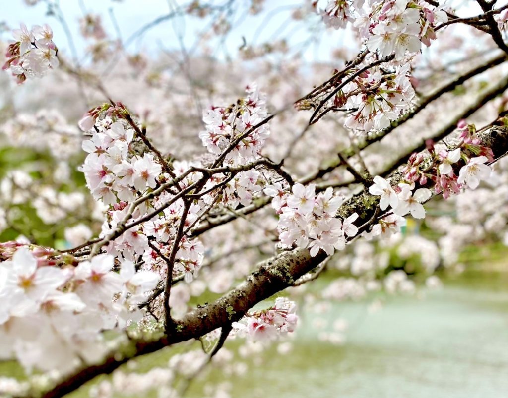 🌸桜満開🌸