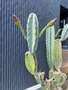 暑さに負けない🌵