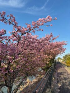 春が近づいてます🌸