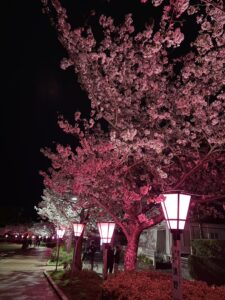 夜桜